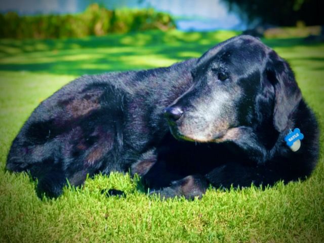 Gayle, big black labrador retriever lying in grass by the lake