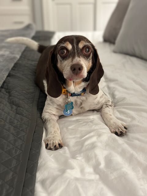 Beagle with tongue hanging out