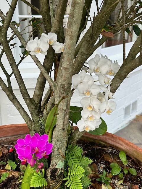 Pink and white orchids in bloom