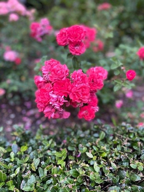 red and pink drift roses