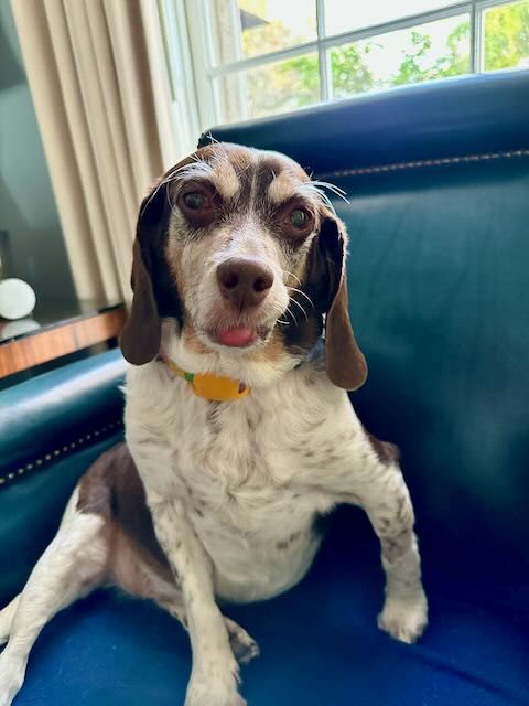 Beagle sitting sideways in blue leather chair in front of a window