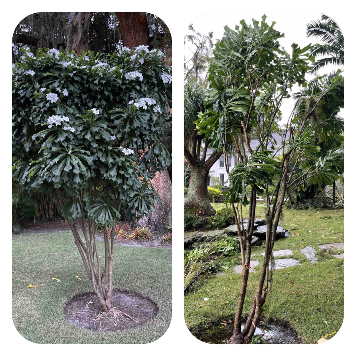 Before and after picture of bush destroyed by hurricane