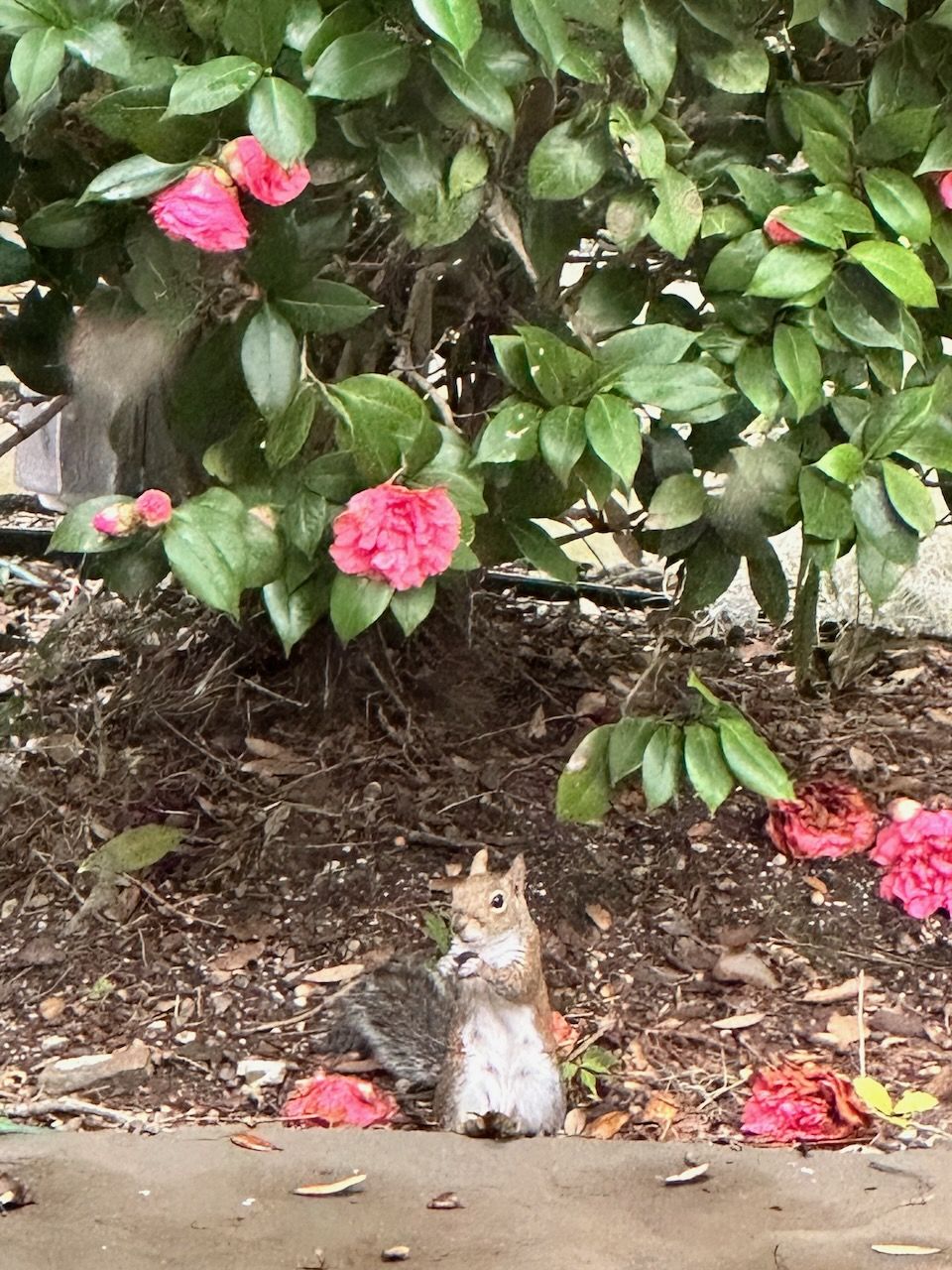 Squirrel standing under a camellia bush, eating a nut