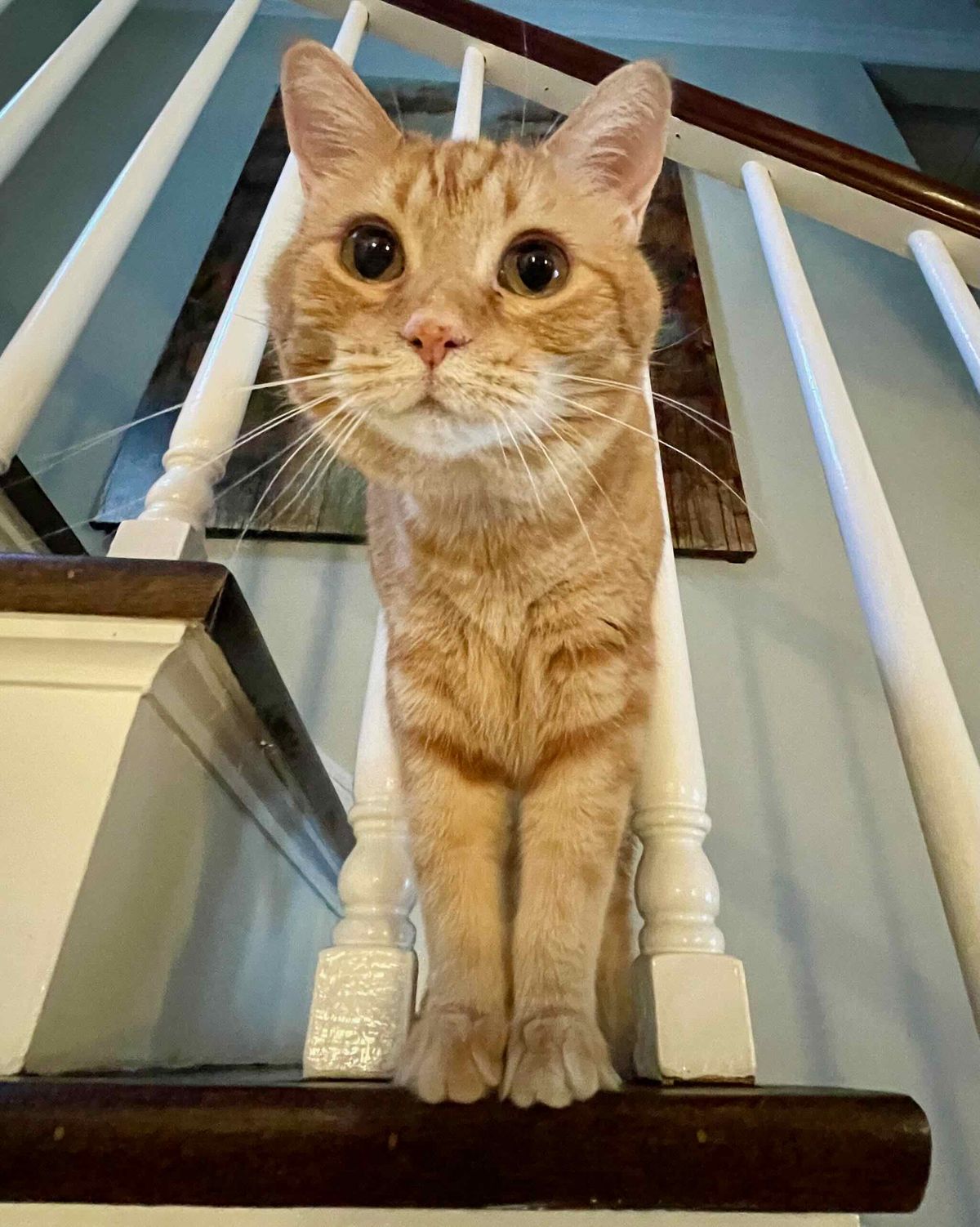 Orange cat peering out from stairway banister