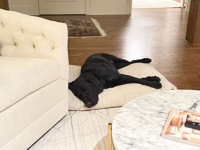 A black Labrador Retriever lying on a white dog bed on a hardwood floor beside a marble table