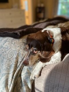 Beagle lying in bed