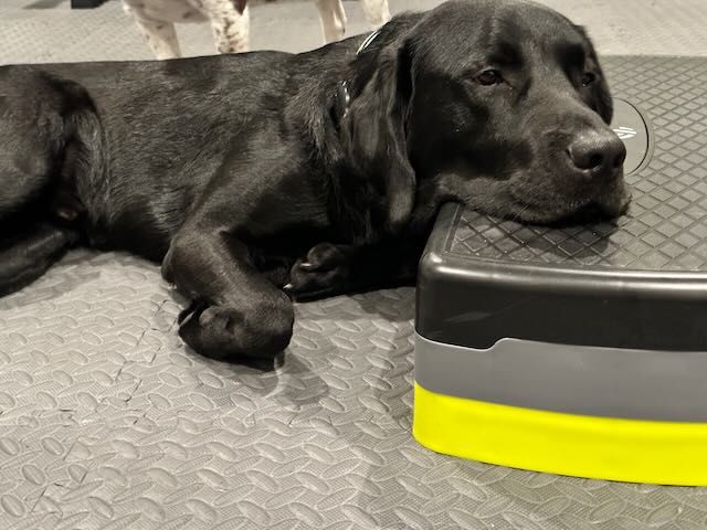 Black labrador retriever with head resting on an exercise bench