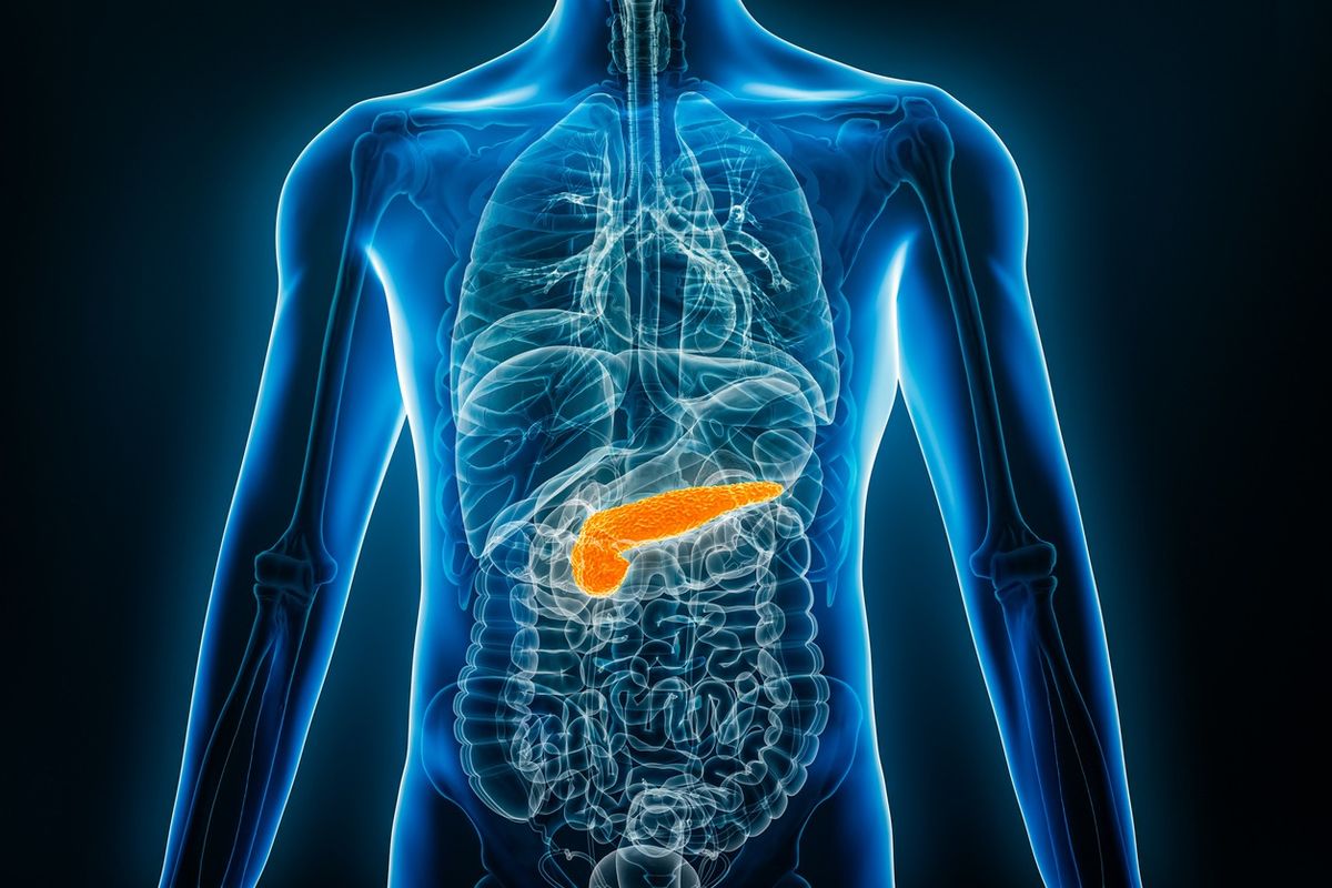 Pancreas
