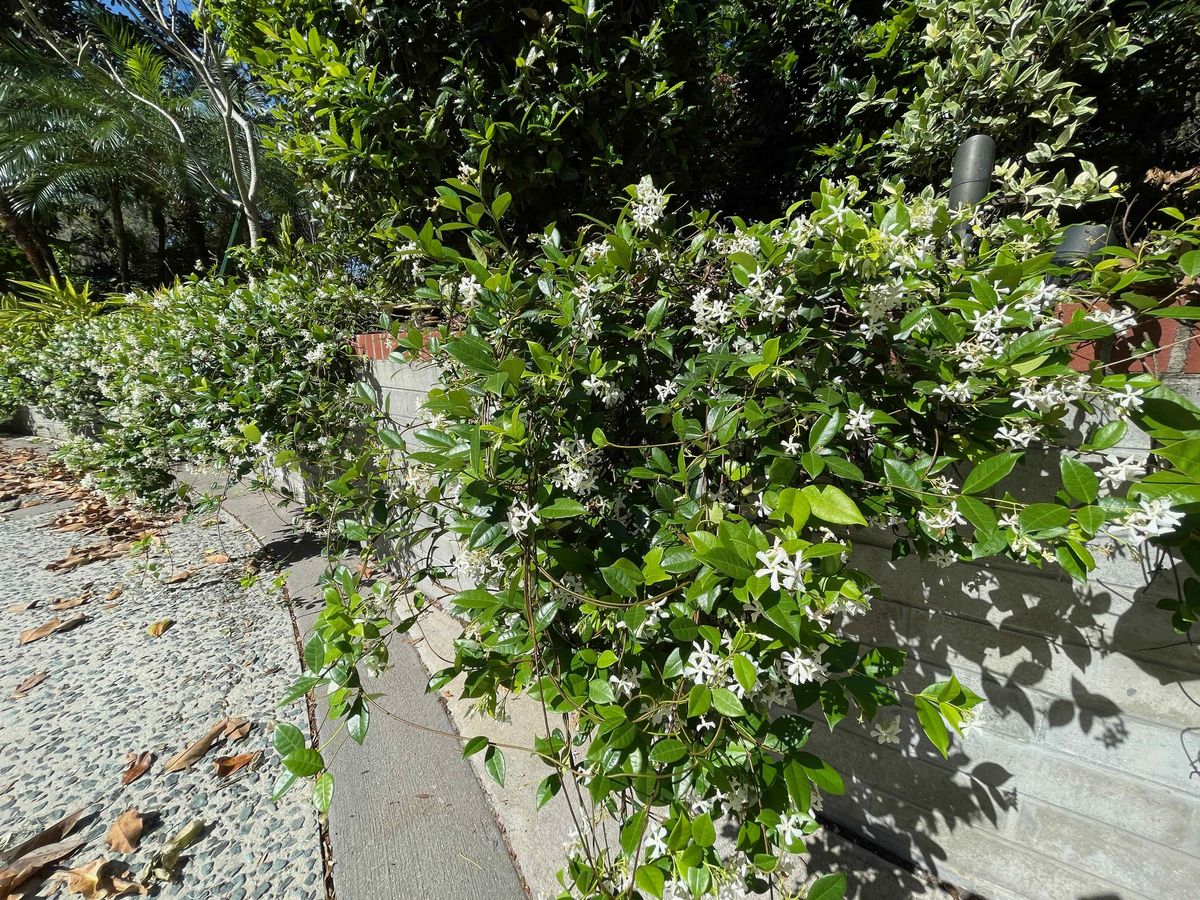 Confederate jasmine vines and flowers growing over a wall