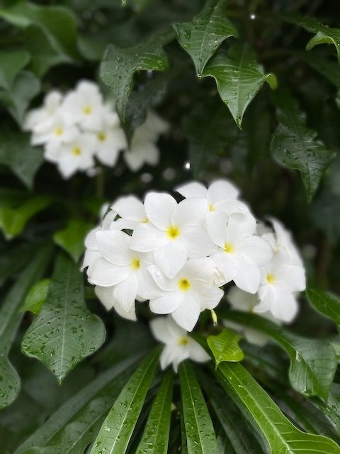 White flowers with yellow centers on a green bush.