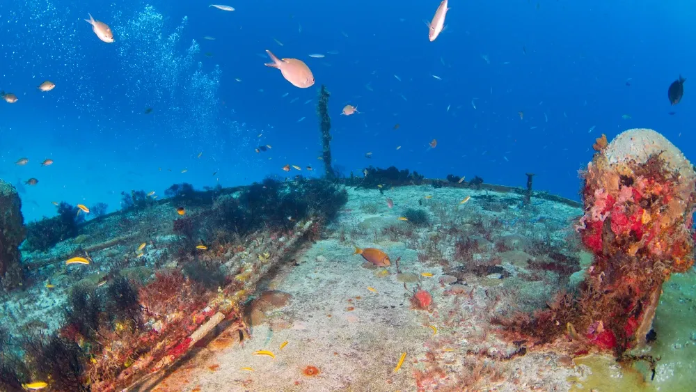 Undersea communications cables are covered in feather-like hydroids.  Shutterstock