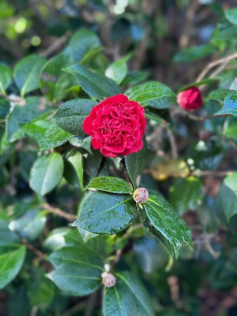 Red Camellia blooming