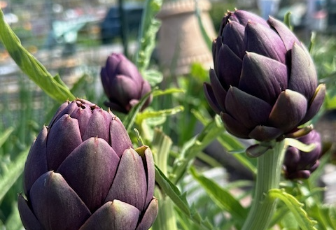 Artichokes from the Terra Linda Community Garden