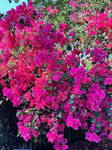 Deep pink bougainvillea bush in full bloom