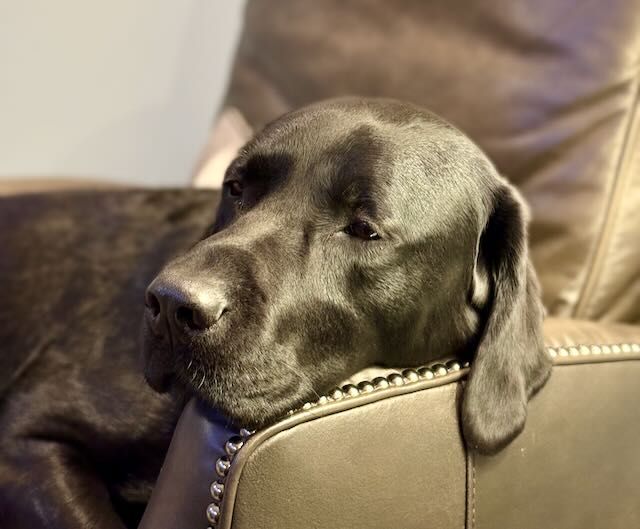 a black labrador retriever resting his head on the arm of a gray leather chair