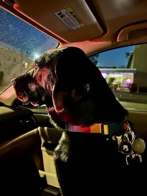 Black Labrador Retriever sitting in car passenger seat looking out windshield