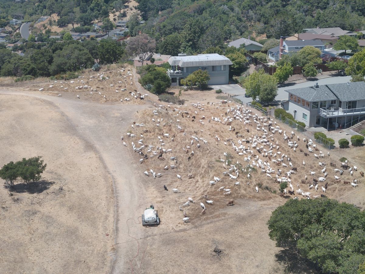 Goats grazing in a field