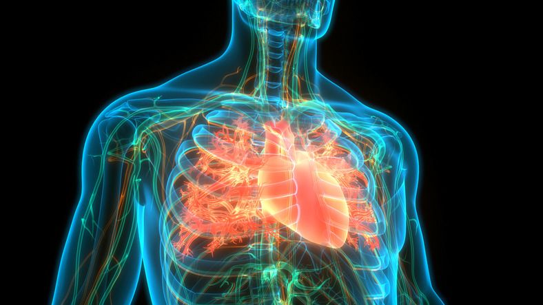Human body