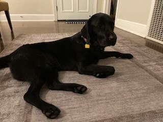 Black labrador retriever lying on green rug