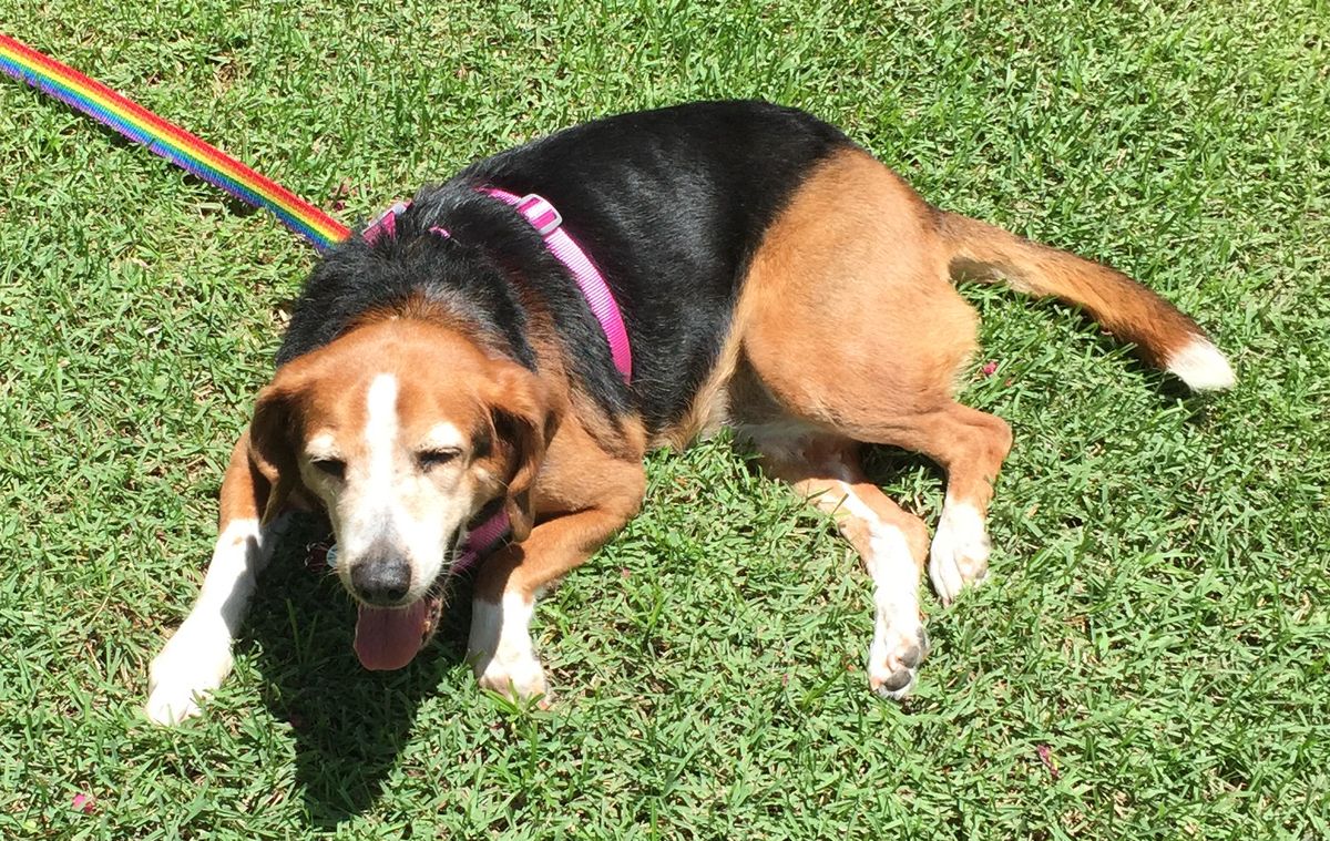 Senior beagle named Lulu in a pink harness on a rainbow leash