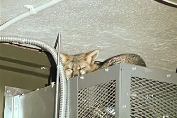fox sleeps above an HVAC unit at Zavala Elementary during the February 2023 ice storm