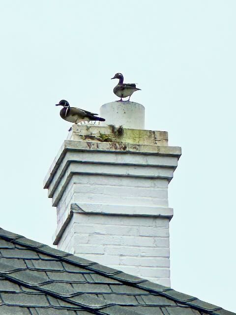 Two Mallard ducks sitting atop a chimney