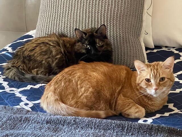 Orange cat lying in front of large brown tabby cat on a blue bed