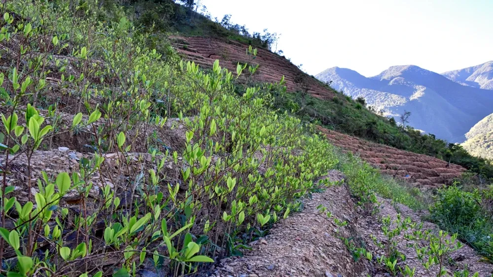 Coca fields around Coroico, Bolivia.  Shutterstock