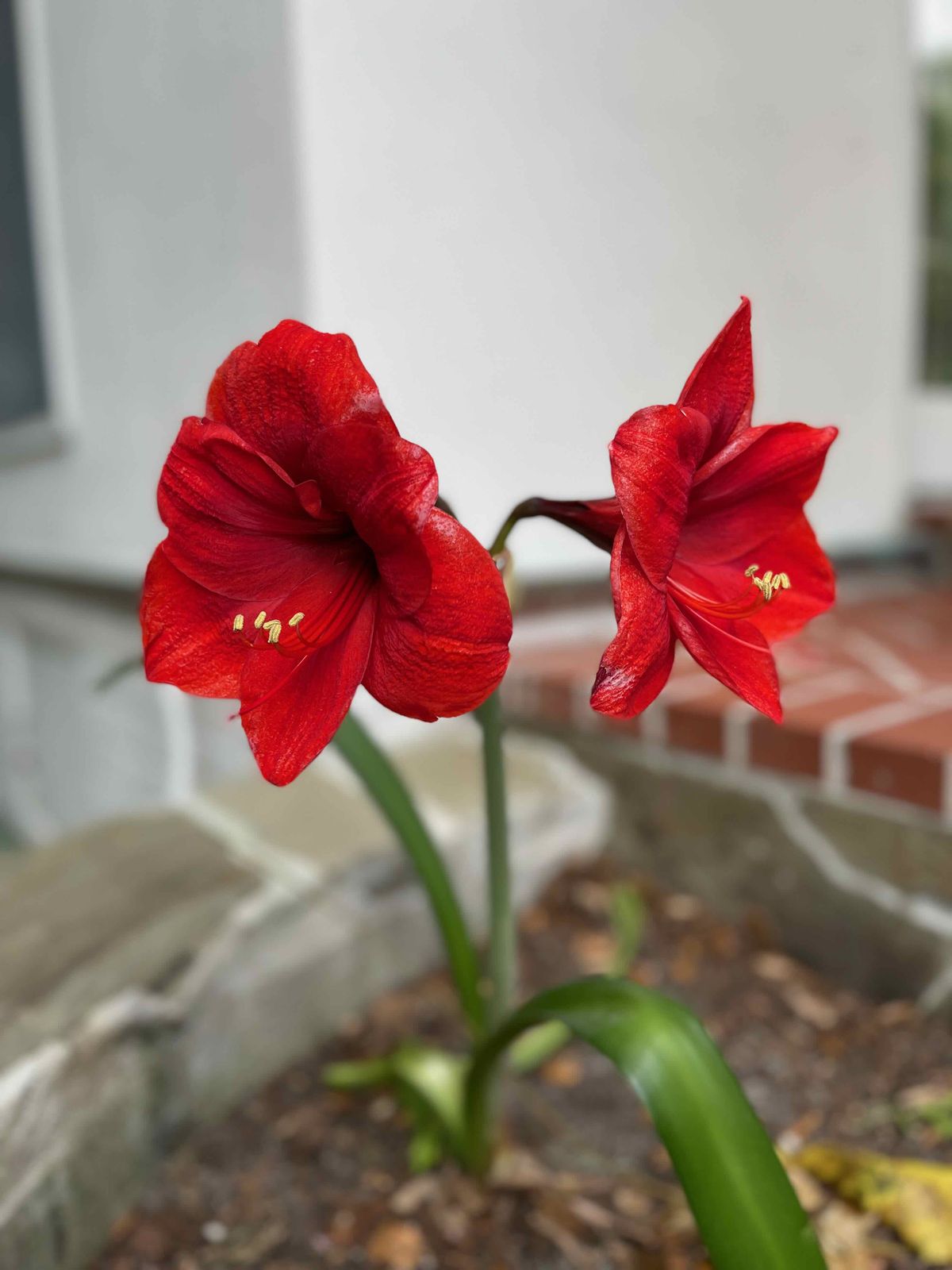 Red Amarylis in Bloom