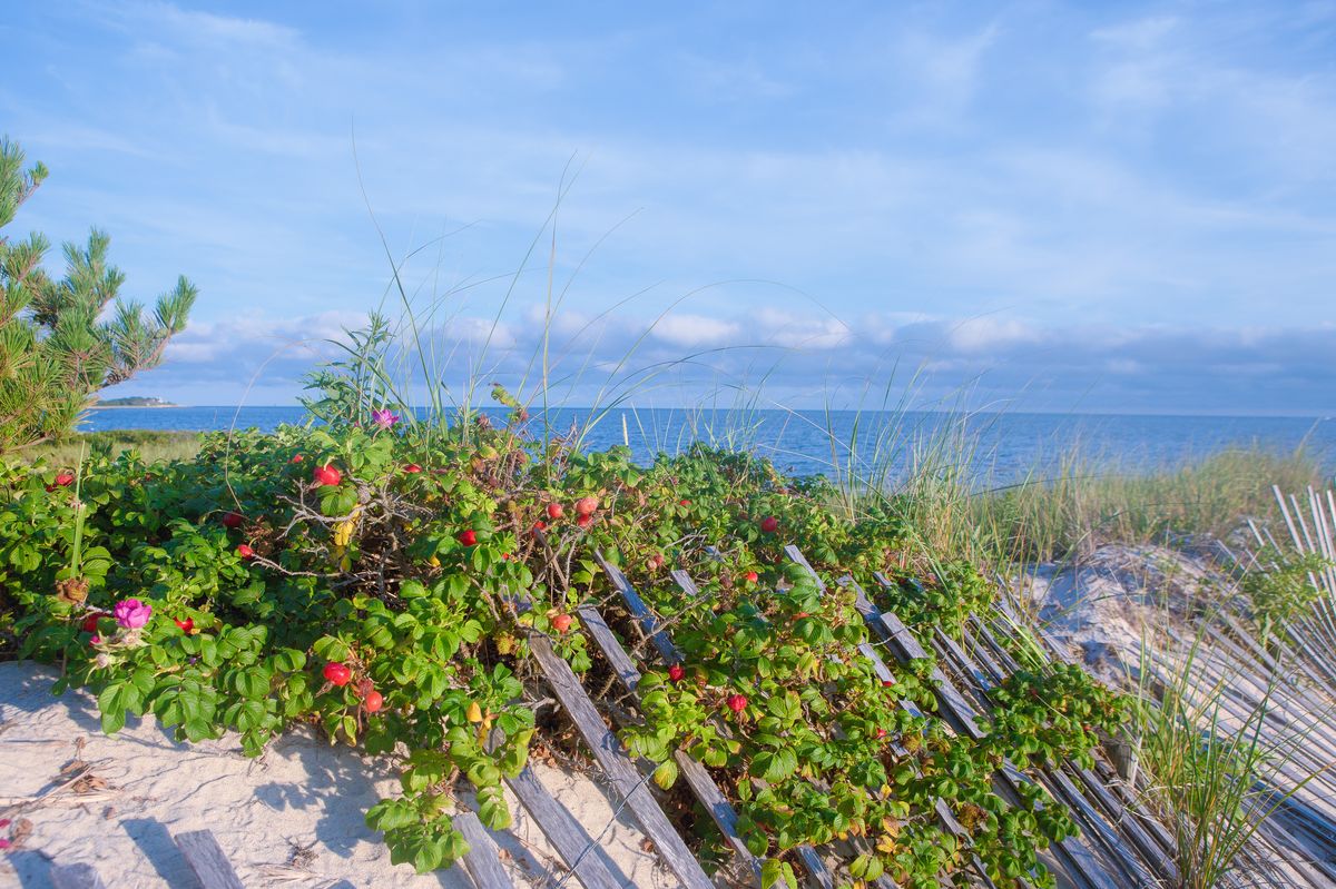 there is beach foliage with red and pink flowers on a sand dune. in the background is the ocean amongst a blue sky with some clouds