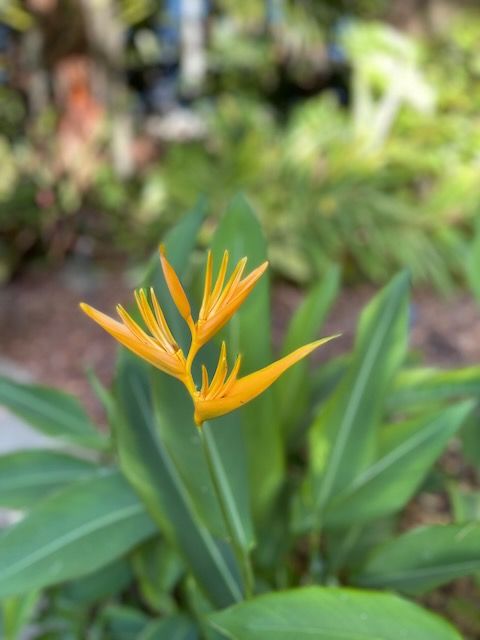 Orange Bird of Paradise flower