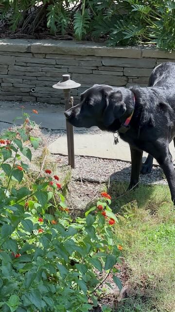 black labrador retriever dog watching a butterfly in a lantana bush