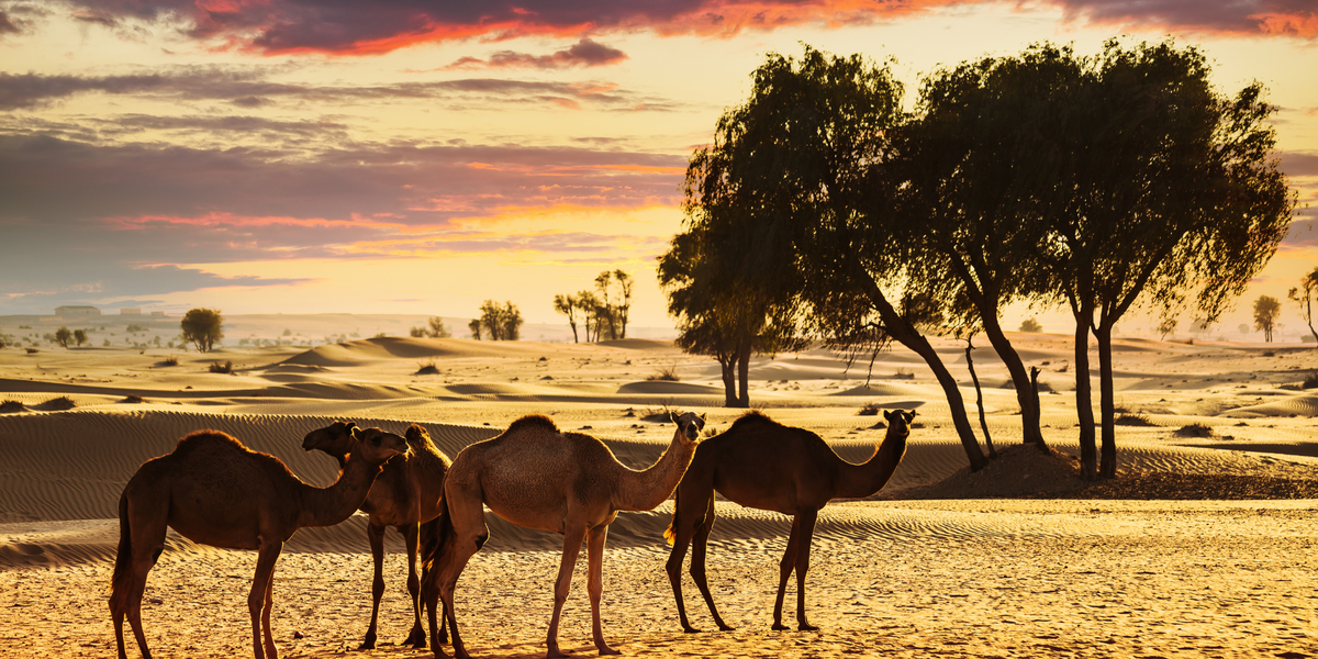 Desert landscape with camel. Photo by alan64 from Getty Images.