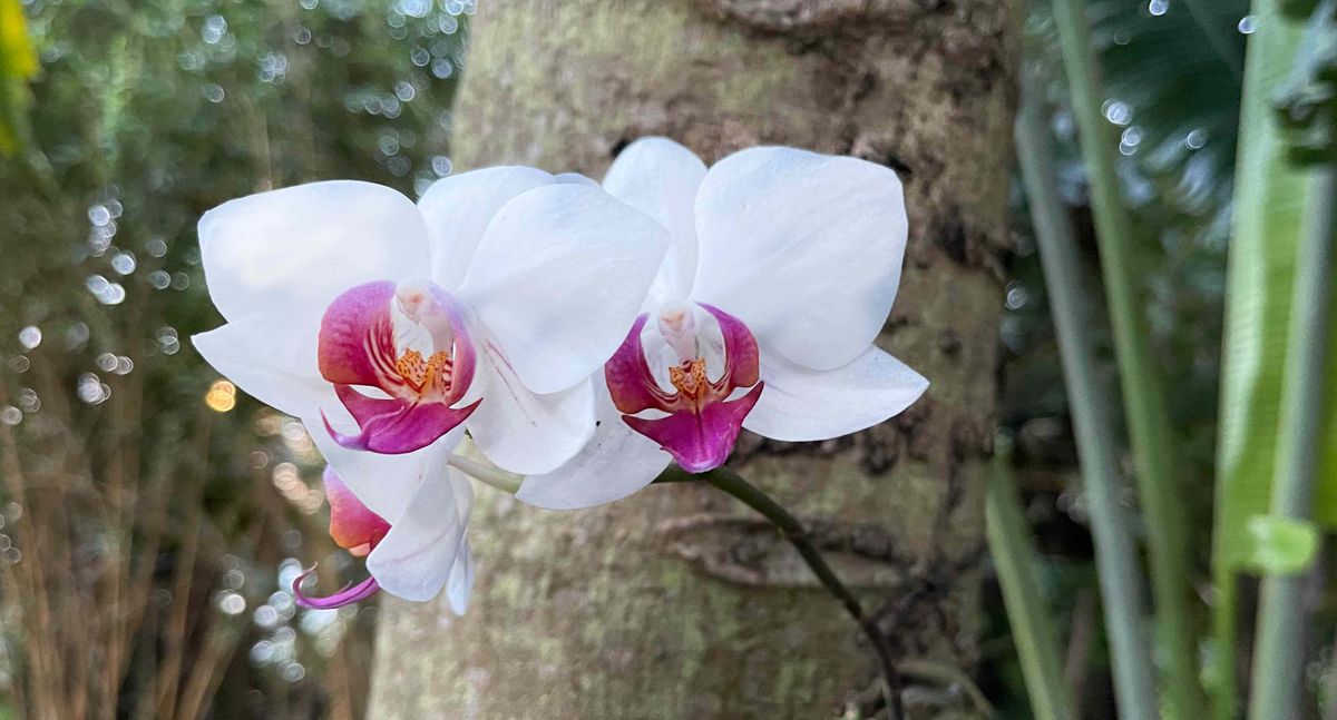 White and purple orchids