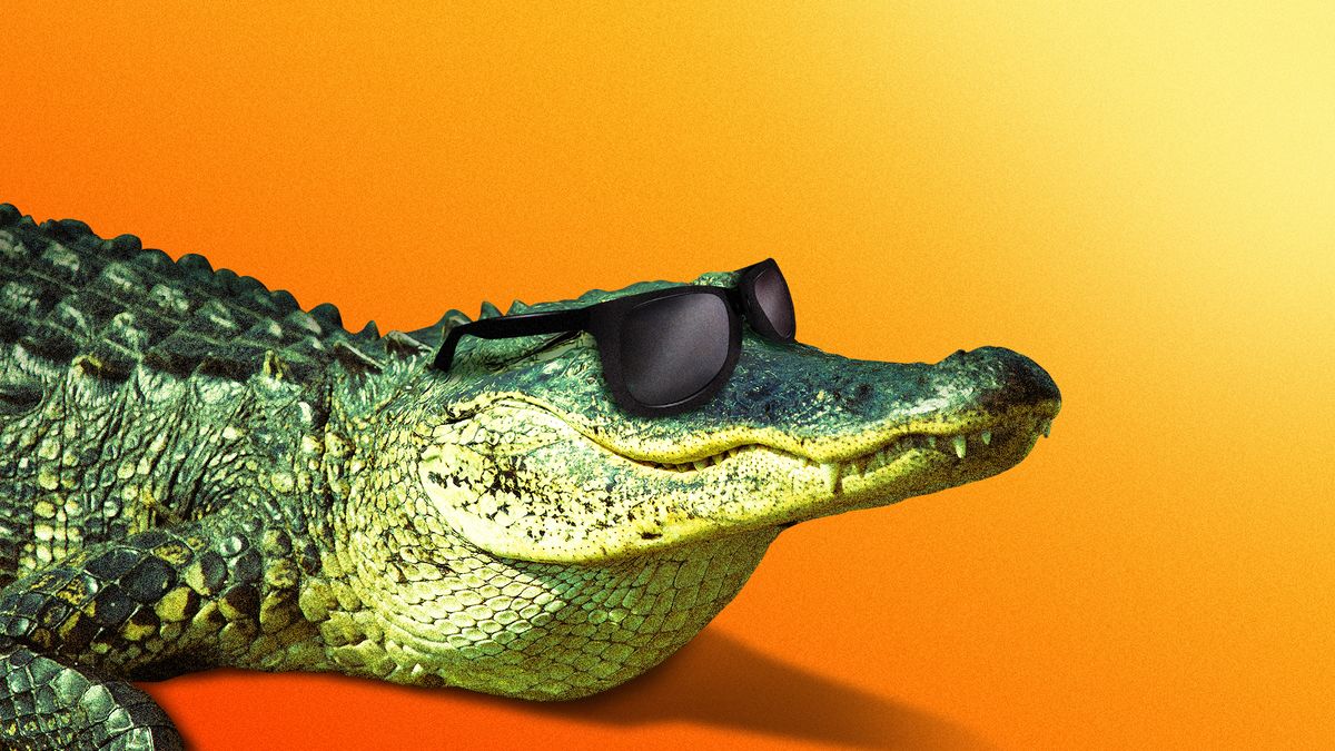 Alligator wearing sunglasses
