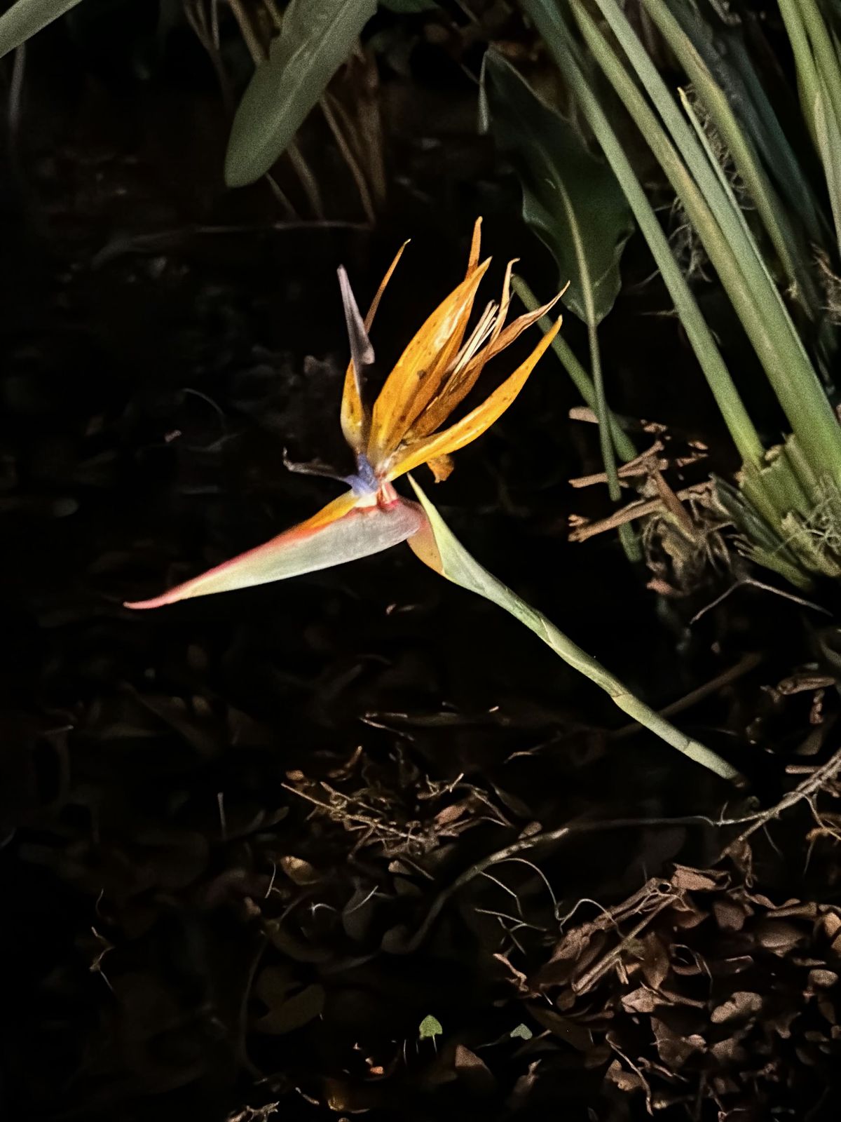 Lone bird of paradise flower in the dark