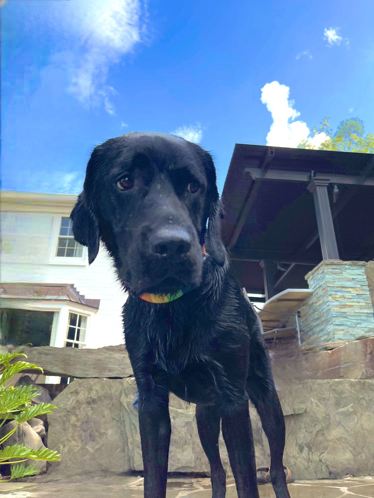 Black wet dog standing by pool