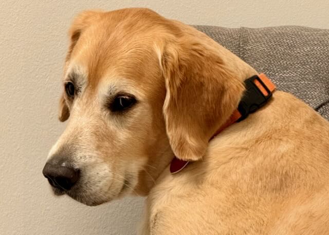 Picture of a golden retriever sitting in a gray chair