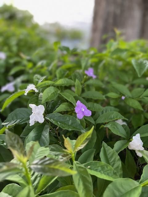 White and purple flowers on a green bush