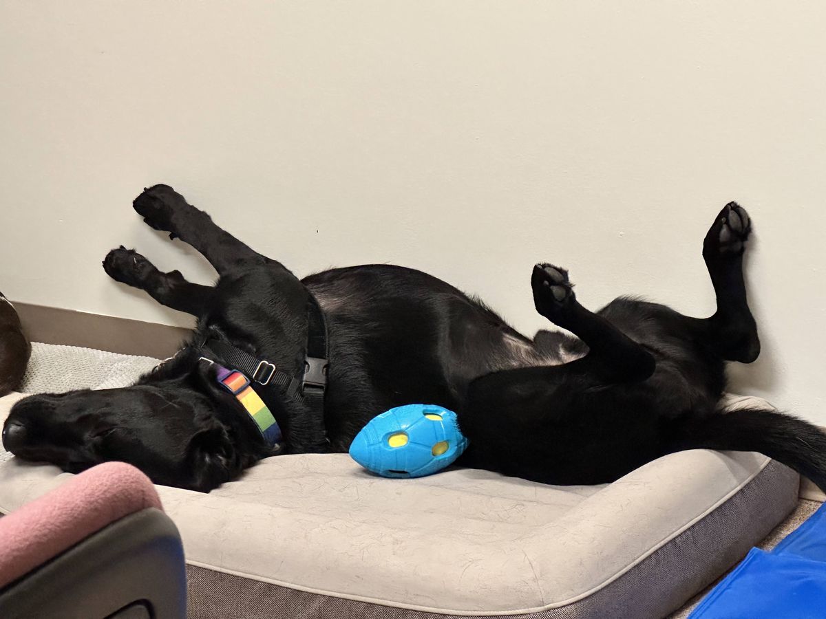 Black labrador retriever sleeping on his back with legs up