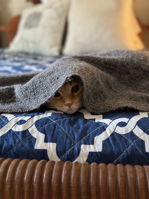 Orange cat peeking out from under a gray blanket while lying on top of a blue quilt