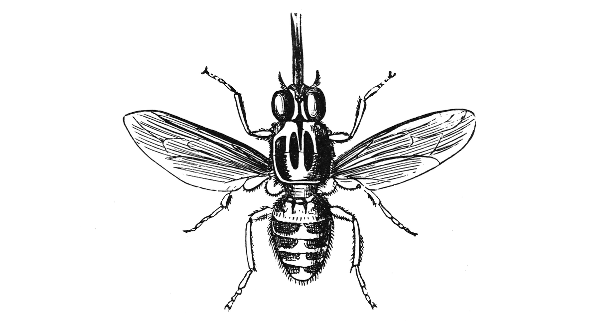 Tsetse fly