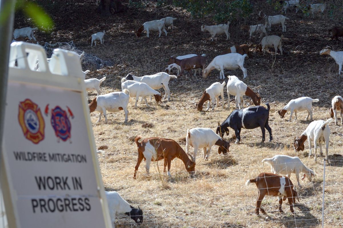 Goats grazing behind a sign that reads "Wildfire Mitigation Work in Progress"