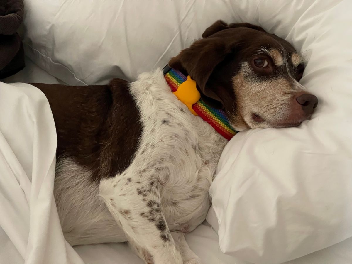 dog with rainbow collar sleeping on a pillow